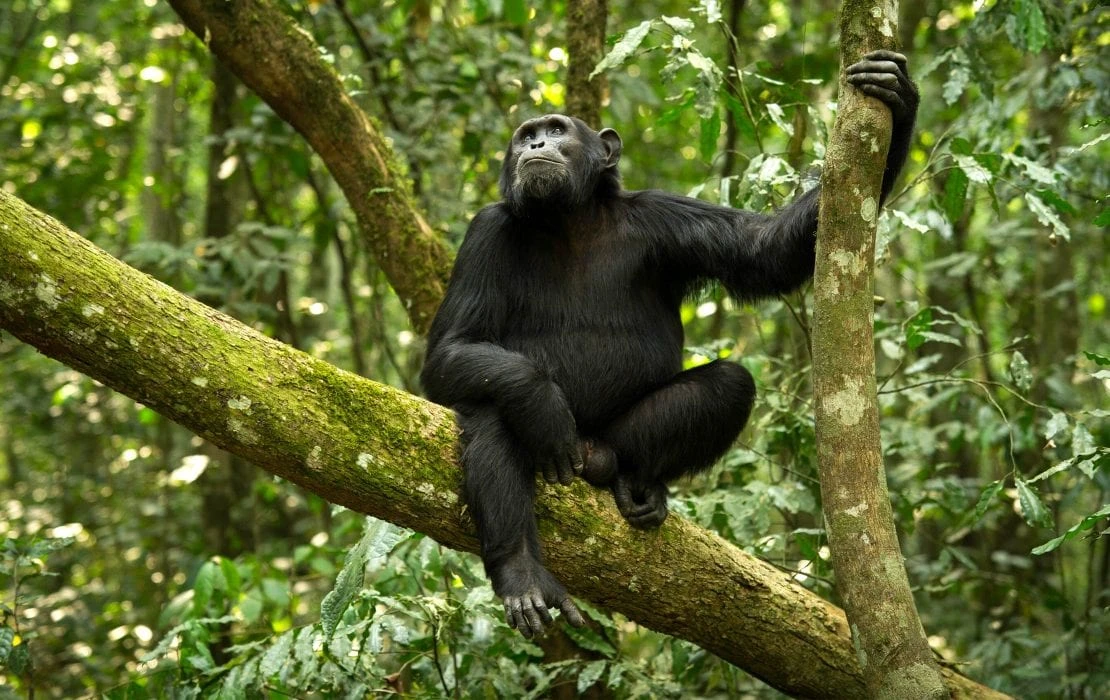 Day Gombe National Park Safari from Kigoma