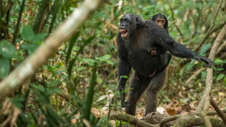 Day Gombe National Park Safari from Kigoma