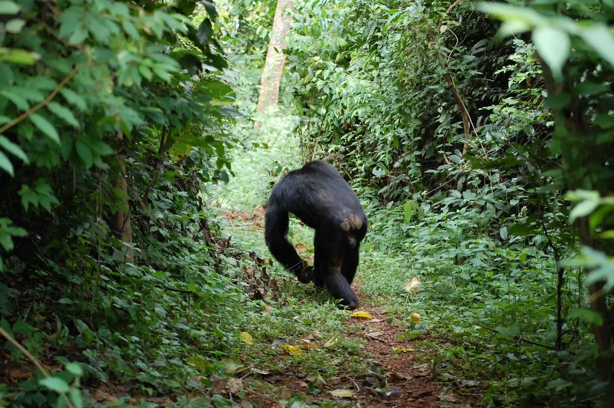 Day Gombe National Park Safari from Kigoma