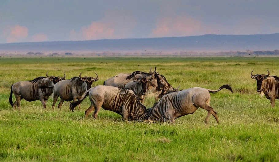 Day trip joining safari in ngorongoro crater