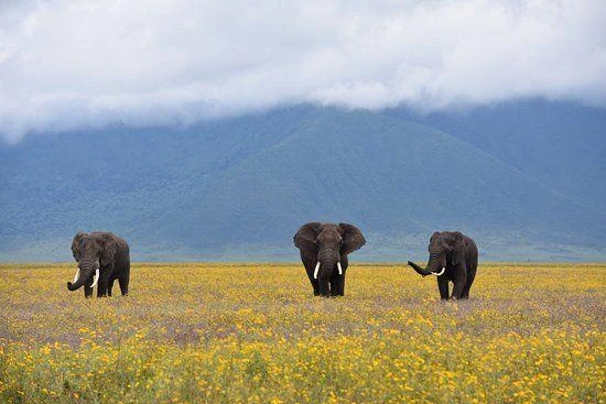 Day trip joining safari in ngorongoro crater
