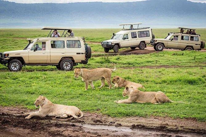 Day trip joining safari in ngorongoro crater