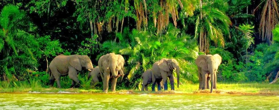 Rubondo Island National Park Safari