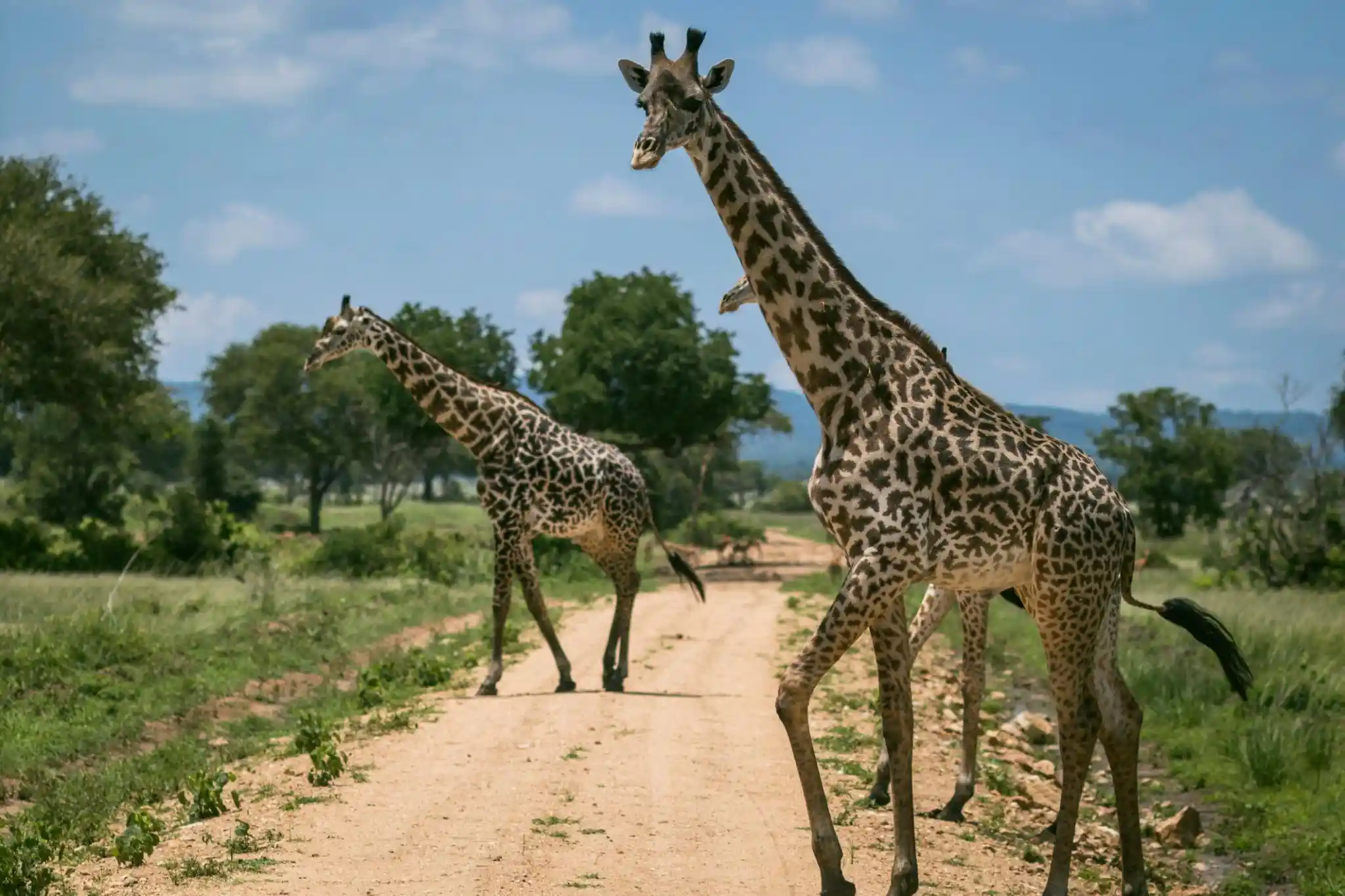  Mikumi National Park on a 2-day, 1-night fly-in safari from Zanzibar