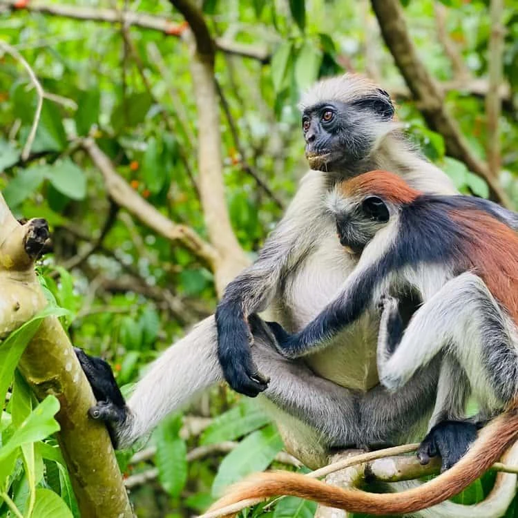 Discover the natural beauty of Jozani Chwaka Bay National Park, Zanzibar’s only national park, on a day trip from Stone Town.