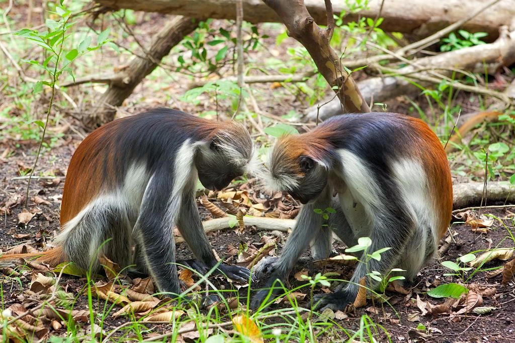 Discover the natural beauty of Jozani Chwaka Bay National Park, Zanzibar’s only national park, on a day trip from Stone Town.