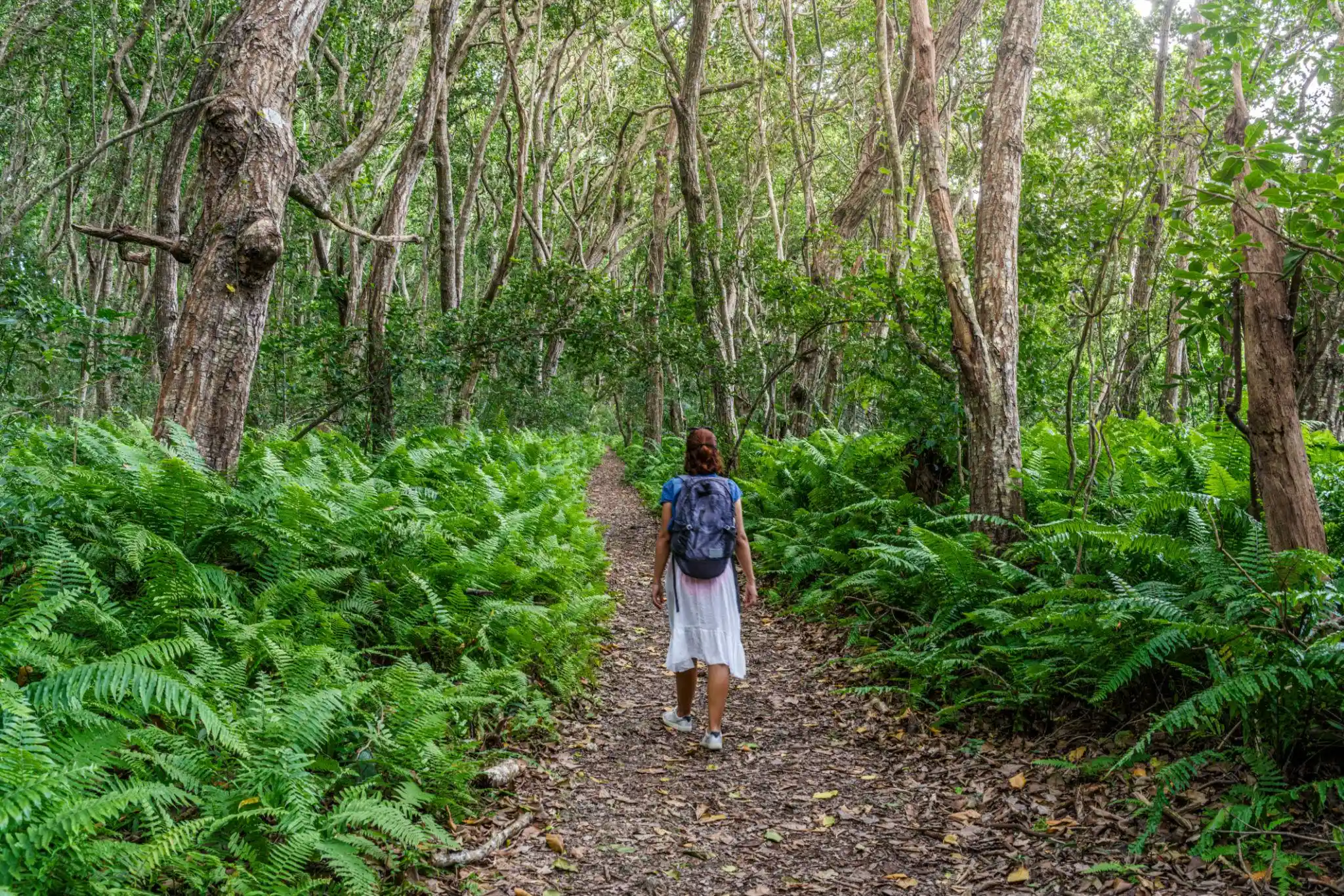 Discover the natural beauty of Jozani Chwaka Bay National Park, Zanzibar’s only national park, on a day trip from Stone Town.