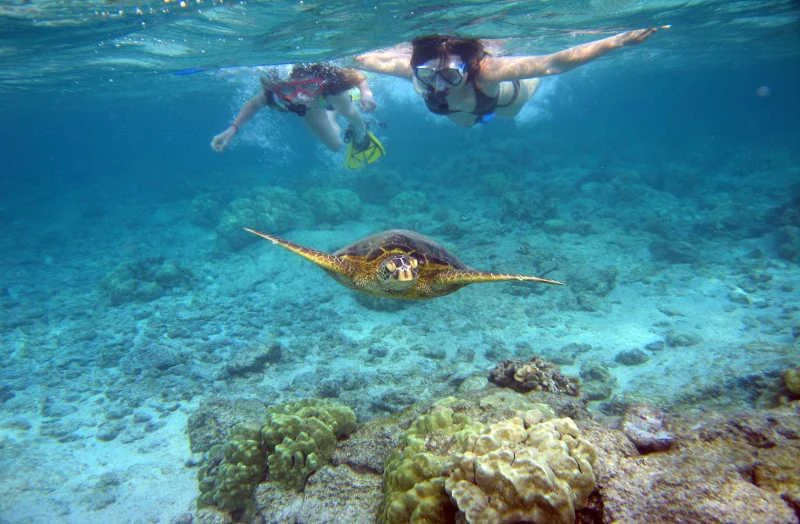  Dolphin watching and snorkeling around Mnemba Atoll.