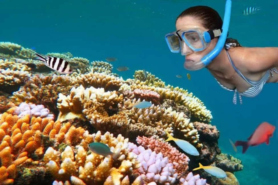  Dolphin watching and snorkeling around Mnemba Atoll.