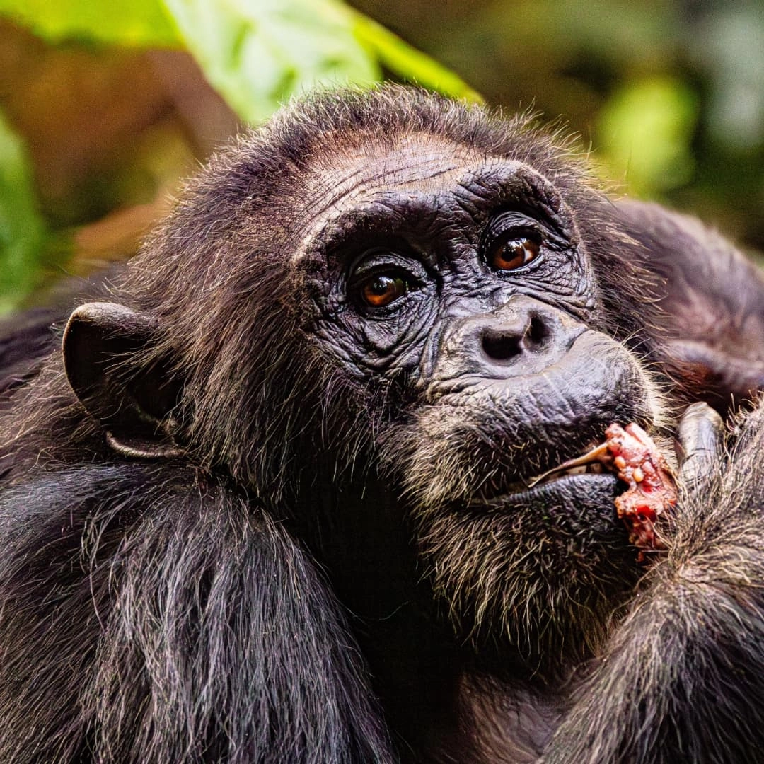 Vintage safari expedition in Tanzania highlighting our long history